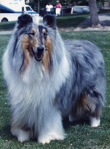 lassie dog price